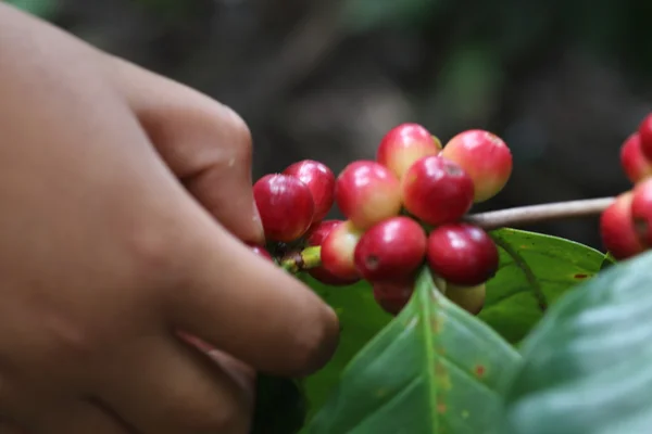 Caffè naturale con mano — Foto Stock