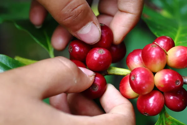 Naturkaffee mit Hand — Stockfoto