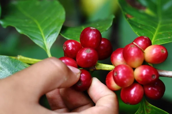 Caffè naturale con mano — Foto Stock