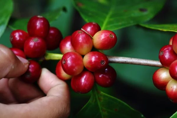 Caffè naturale con mano — Foto Stock