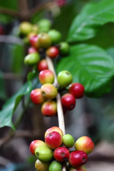 Chicchi di caffè naturali — Foto Stock