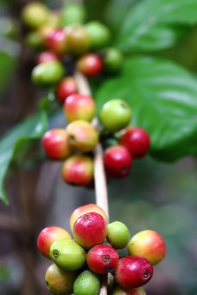 天然のコーヒー豆 — ストック写真