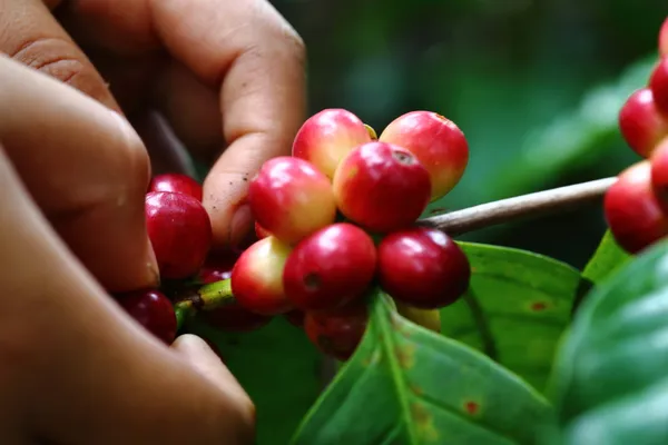 Natural coffee with hand — Stock Photo, Image