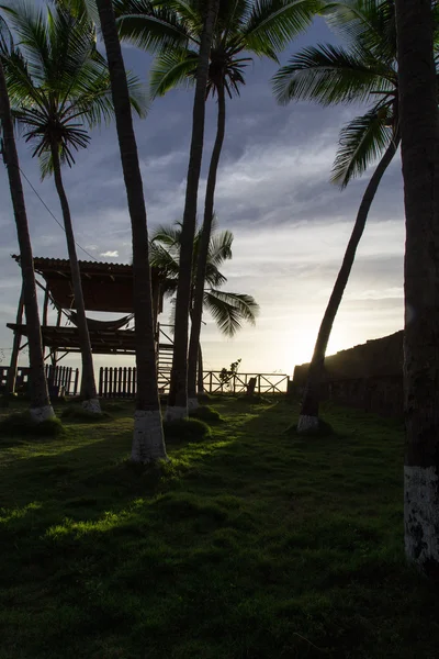 Sol tropical con palmeras — Foto de Stock