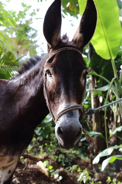 Donkey head — Stock Photo, Image