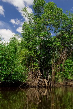 nehir ormanda, nicaragua