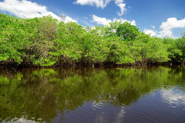 Flod i djungeln, nicaragua — Stockfoto