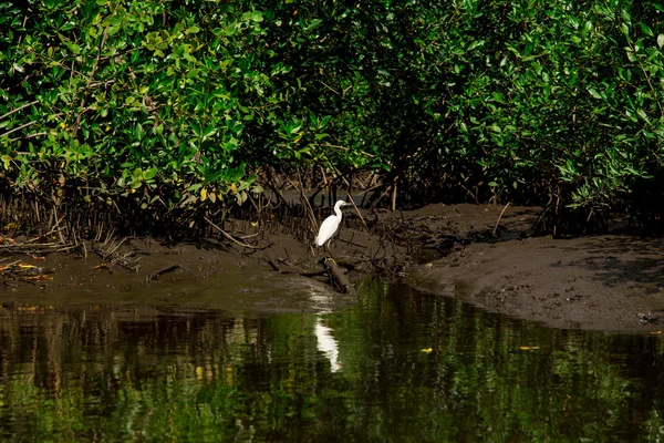 Flod i djungeln, nicaragua — Stockfoto