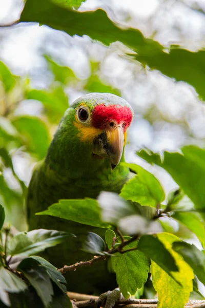 Doğal yaşam alanı içinde yeşil papağan — Stok fotoğraf