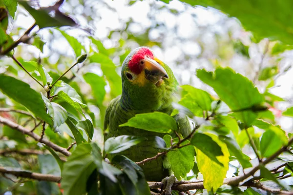Зеленый попугай в естественной среде обитания — стоковое фото