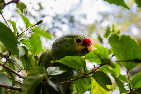 Зеленый попугай в естественной среде обитания — стоковое фото