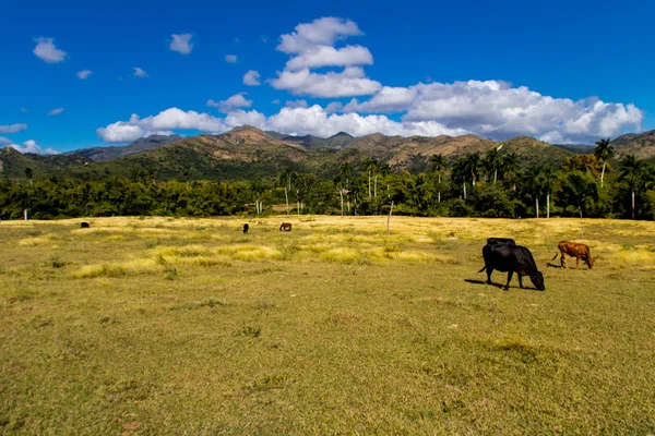 Vacca da campo — Foto Stock