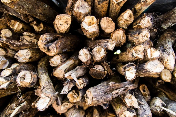 Cut wood trunks — Stock Photo, Image