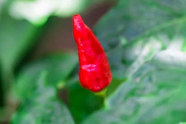 Chili — Stock Photo, Image