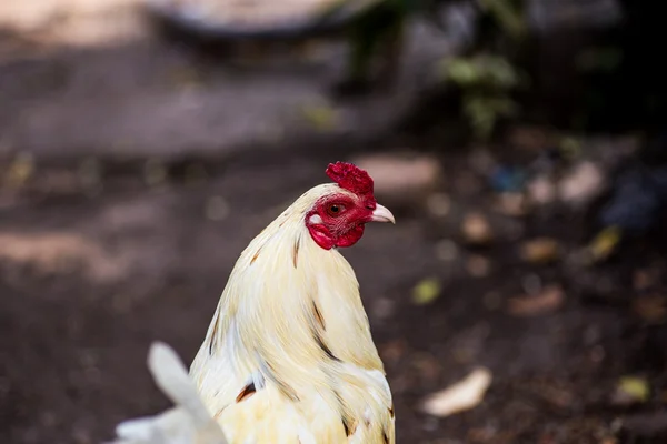 White chicken — Stock Photo, Image