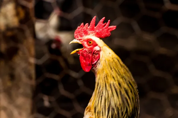 Rooster head — Stock Photo, Image