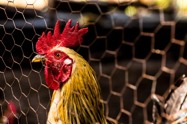 Rooster head — Stock Photo, Image