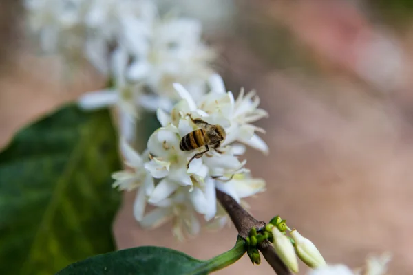 Bee in flower — Stock Photo, Image