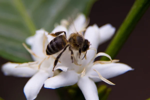 Bee in flower — Stock Photo, Image