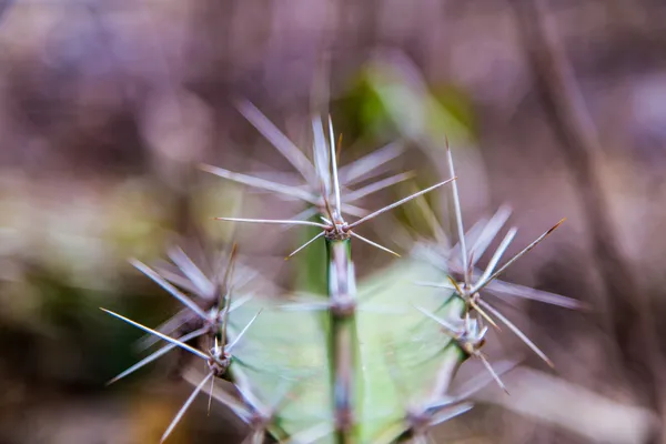 Kaktus makro — Zdjęcie stockowe