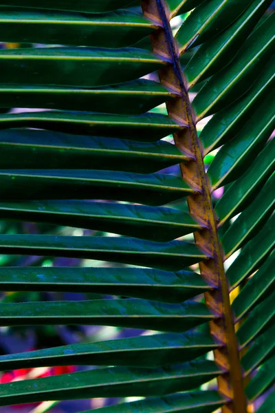 Textura de palma —  Fotos de Stock