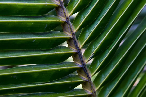 Palm υφή — Φωτογραφία Αρχείου
