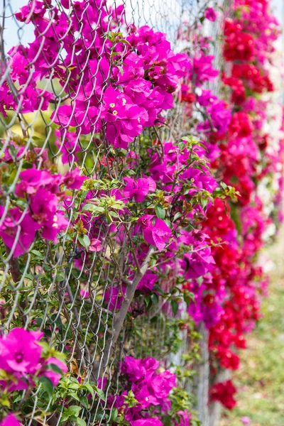 Flores de colores —  Fotos de Stock