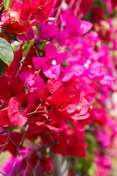 Bunte Blumen — Stockfoto