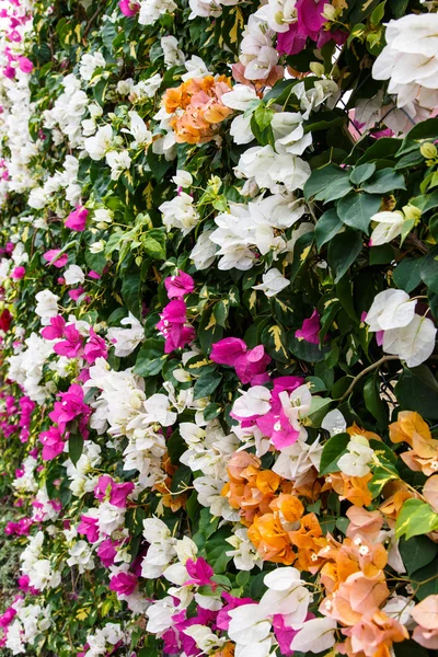 Flores de colores —  Fotos de Stock