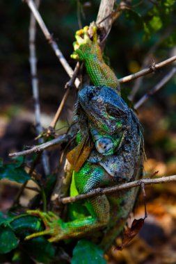 iguana ağacında