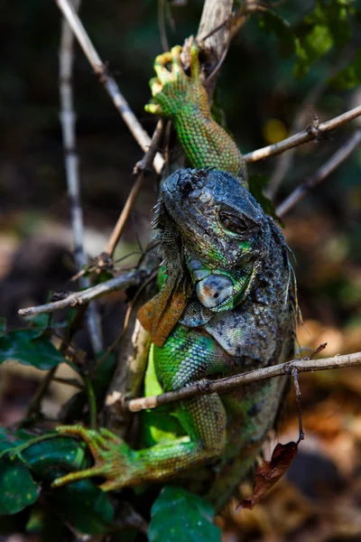 Iguana ağacında — Stok fotoğraf