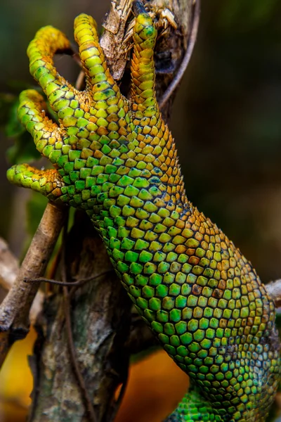 Iguana ağacında — Stok fotoğraf