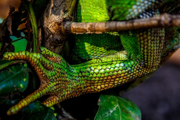 Iguana ağacında — Stok fotoğraf