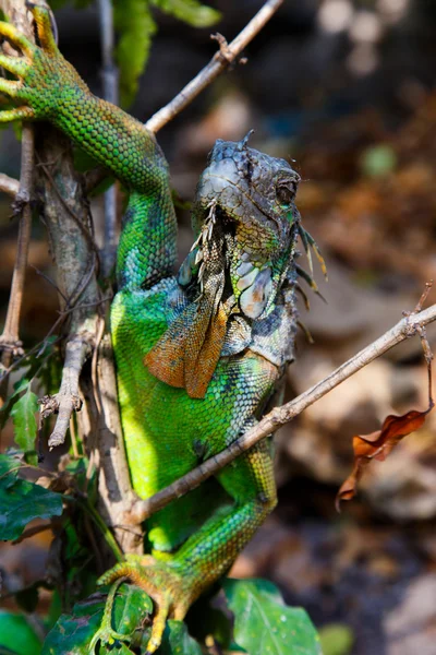 Iguana ağacında — Stok fotoğraf