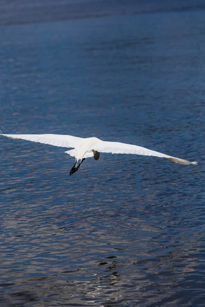 Vita heron i beach — Stockfoto