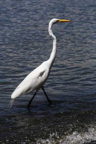 Vita heron i beach — Stockfoto