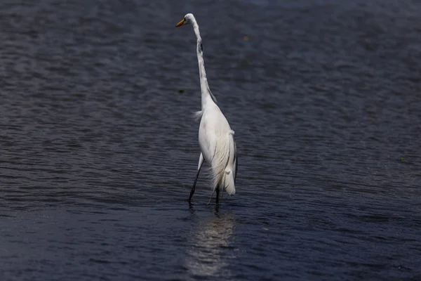 Vita heron i beach — Stockfoto