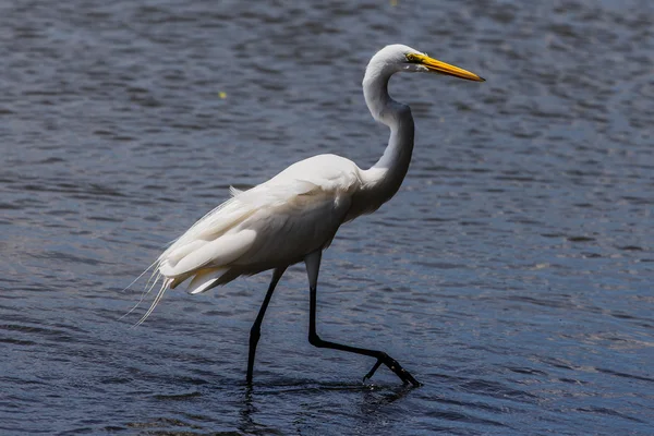 Vita heron i beach — Stockfoto