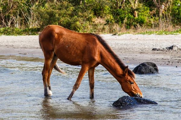 Pferd trinkt am See — Stockfoto