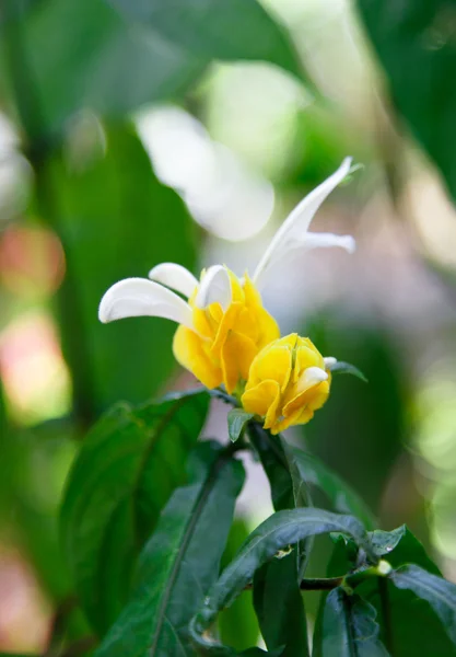 Yellow flower macro — Stock Photo, Image