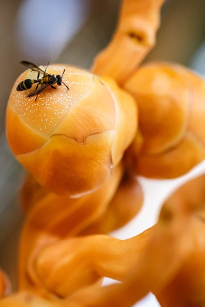 Küçük Hindistan cevizi ile arı kovanı — Stok fotoğraf