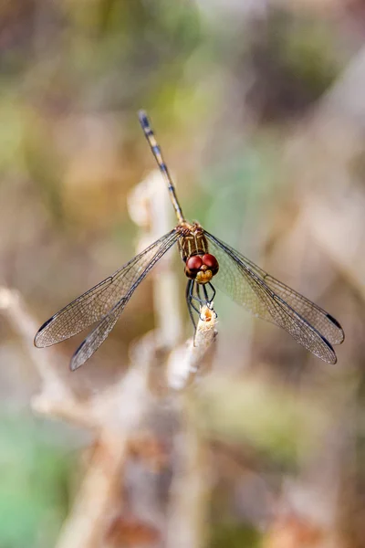 Dragonfly detail — Stock Photo, Image