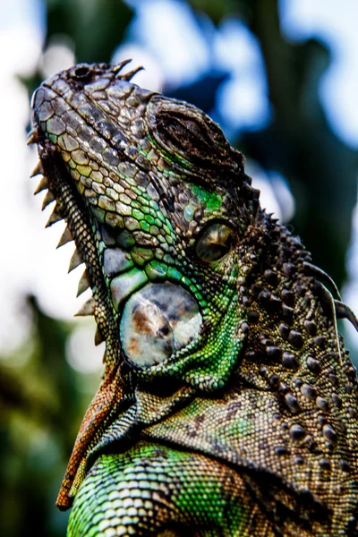 Yeşil iguana — Stok fotoğraf