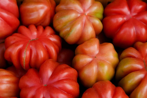 Tomater — Stockfoto