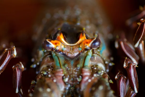 Lobster — Stock Photo, Image