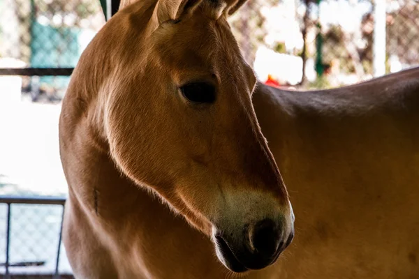 Testa di cavallo marrone — Foto Stock