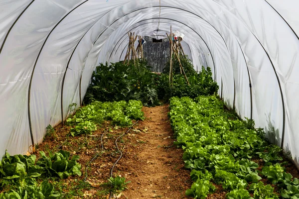 Greenhouse garden with vegetables — Stock Photo, Image