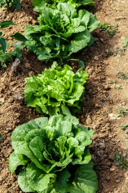 marul grup içinde Bahçe tesisi.