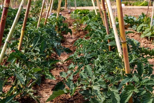 Tomatoes plant group in garden — Stock Photo, Image