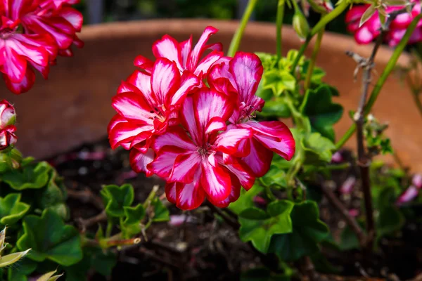 Natureza das plantas — Fotografia de Stock